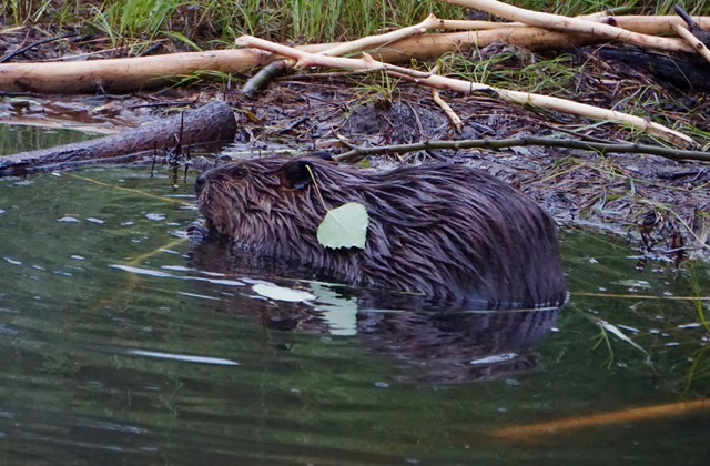 Beaver Deceivers | Wetland Management and Protection