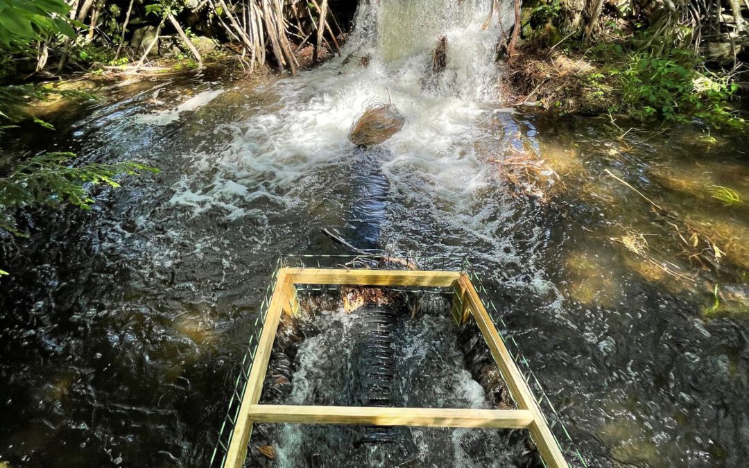 How one man tricked beavers and saved them — and roads — in the process