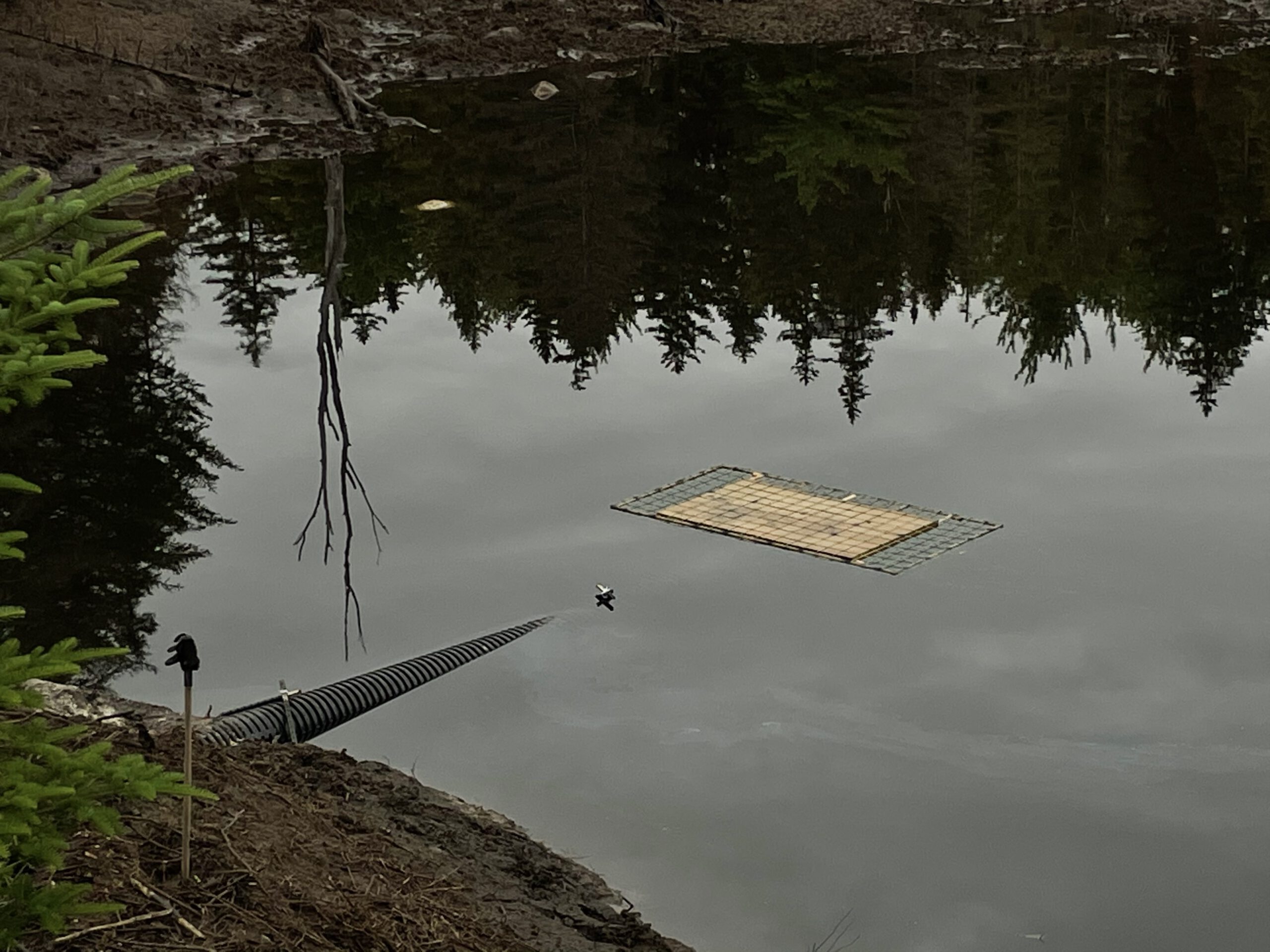 Beaver Deceiver on Hodgdon Pond
